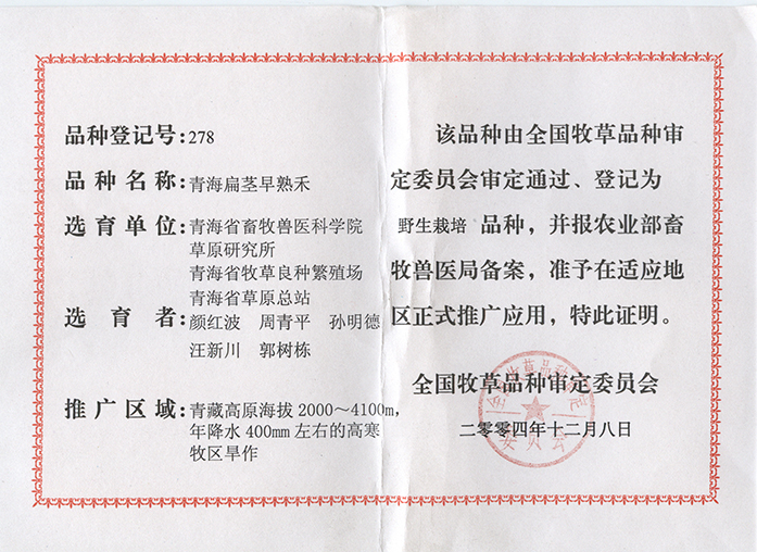 青海扁茎早熟禾(图1)