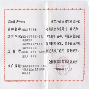 青海扁茎早熟禾
