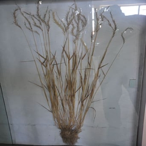 老芒麦标本