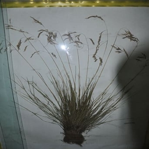 青海中华羊茅标本