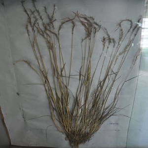 青海老芒麦标本