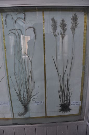 青海牧草