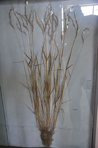 牧草良种